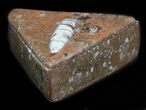 Fossil Orthoceras Box (Triangle) - Stoneware #35273-1